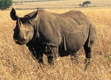 Black Rhino