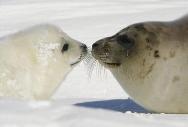 Seal Kiss