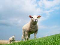 Sheepster.jpg