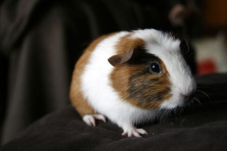 guinea pig