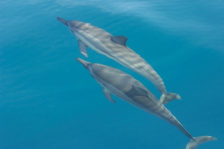 two dolphins