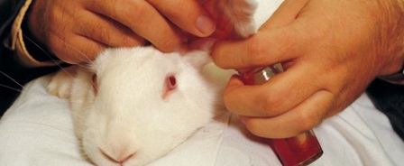 Animal testing