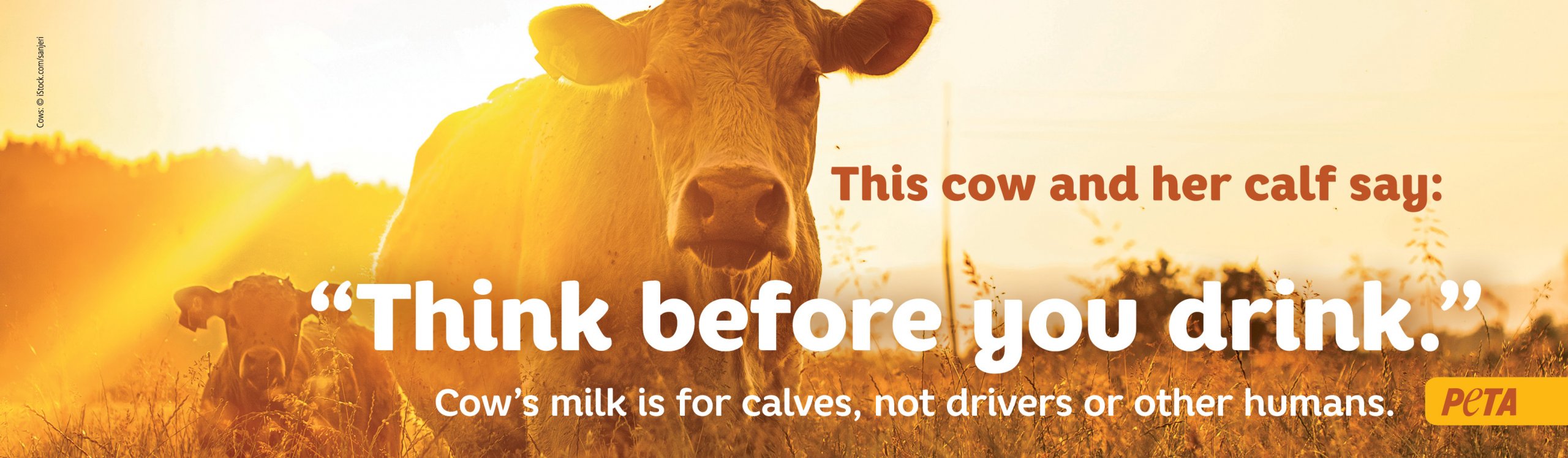 PETA billboard ad with a cow and her calf along with a message urging car racing drivers and everyone to "Think before you drink."