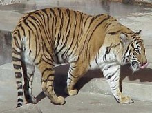 Tiger_Tiger.jpg