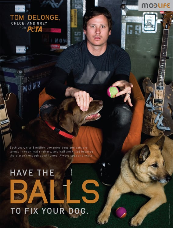 celebs spay neuter