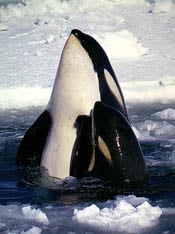 Orca