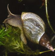 snail