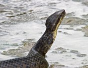 Western Cottonmouth