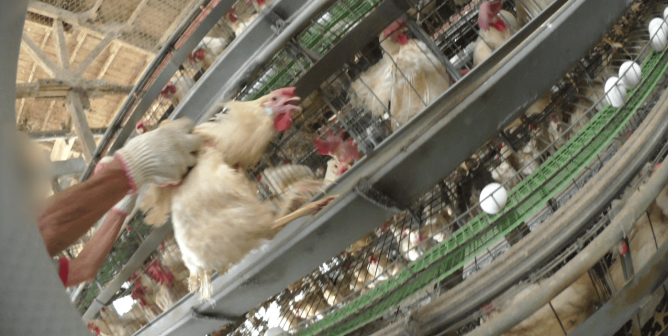 PETA Asia Exposé: Chickens Stuffed Into Plastic Bags, Left to Suffocate for Mayo
