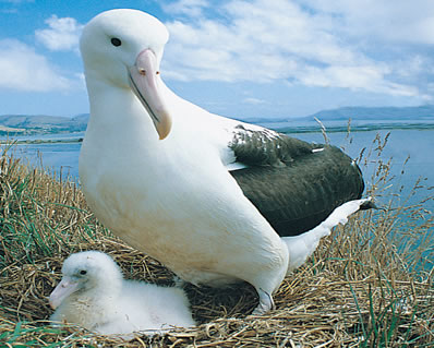 albatross