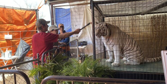 All Things Wild exhibit with tigers