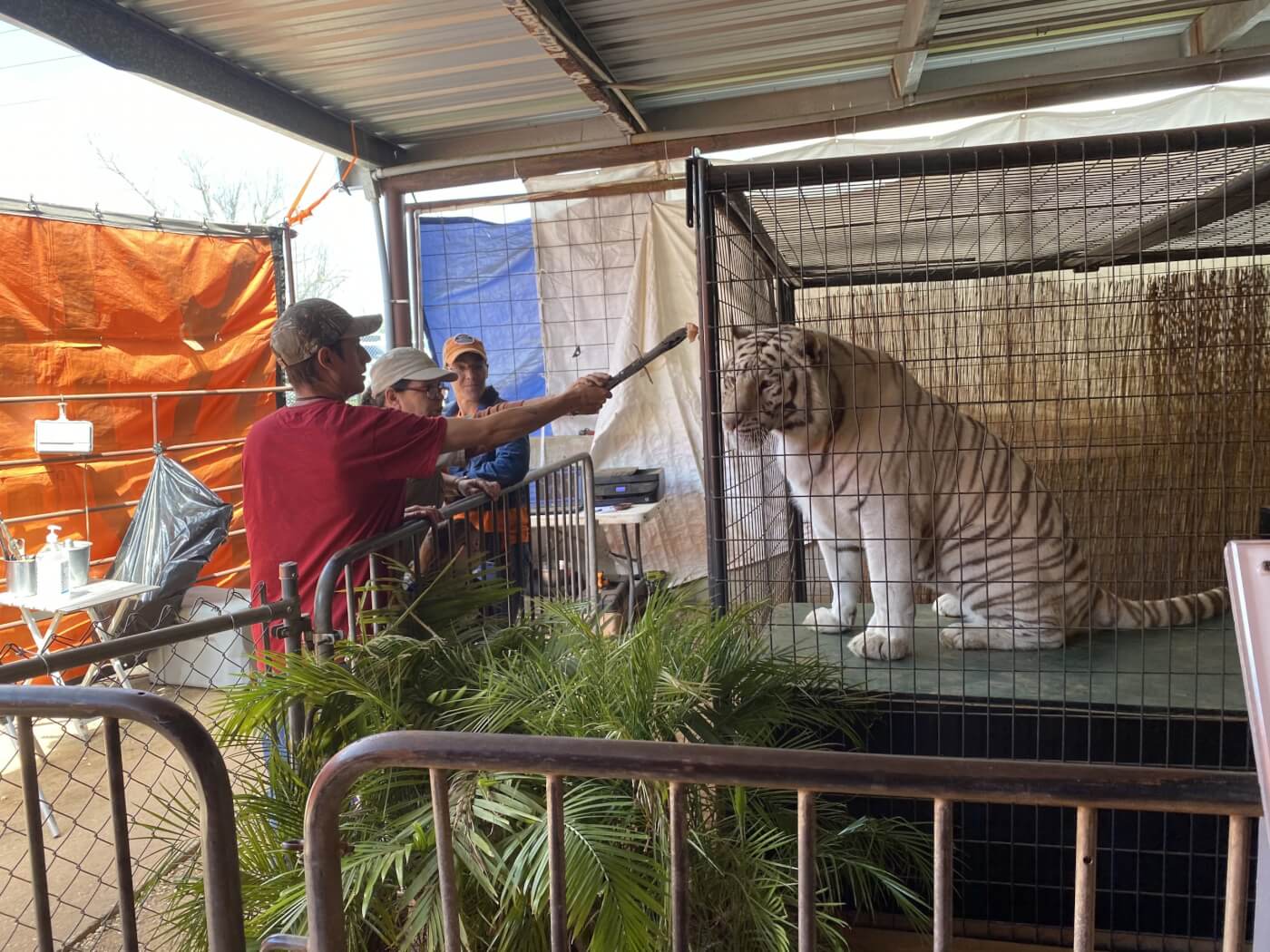 All Things Wild exhibit with tigers, animals used for entertainment 