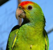 Amazon Parrot