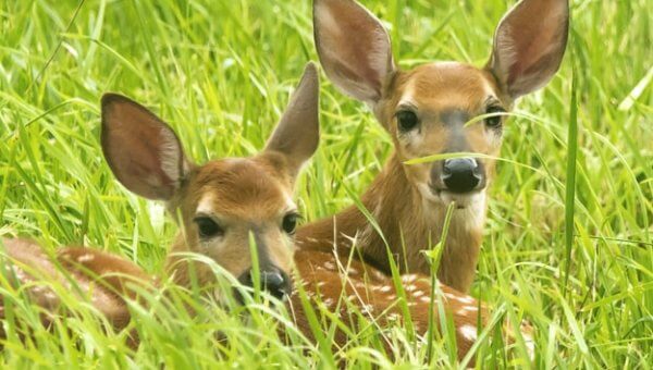 Urge Township in New Jersey to Scrap Cruel Deer-Killing Plans!
