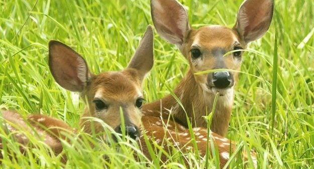 Two baby deer in grass