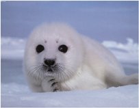 baby seal