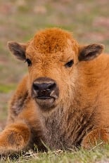 Baby bison