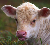 Baby Cow