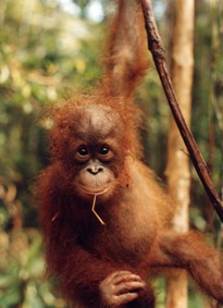 baby_orangutan.jpg