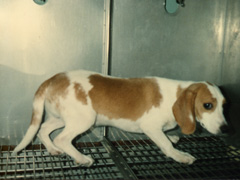 beagle.jpg