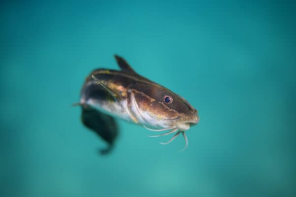 Black cat fish at Shelly Beach