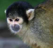 Squirrel Monkey