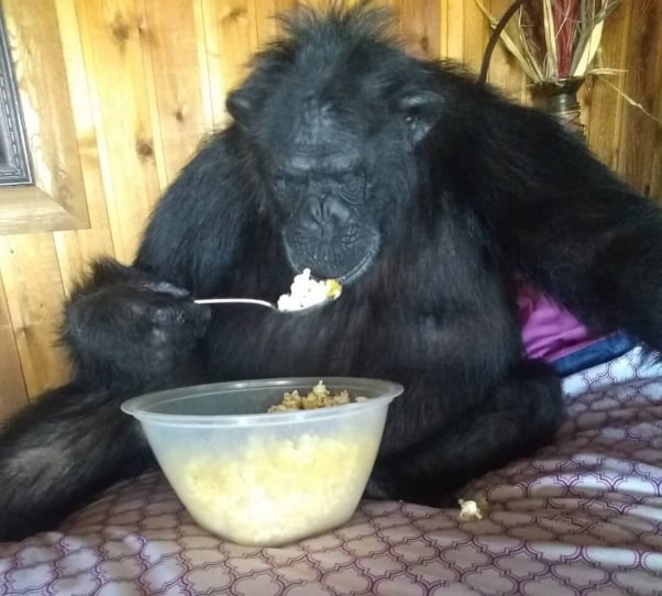 Buck, a "pet" chimpanzee