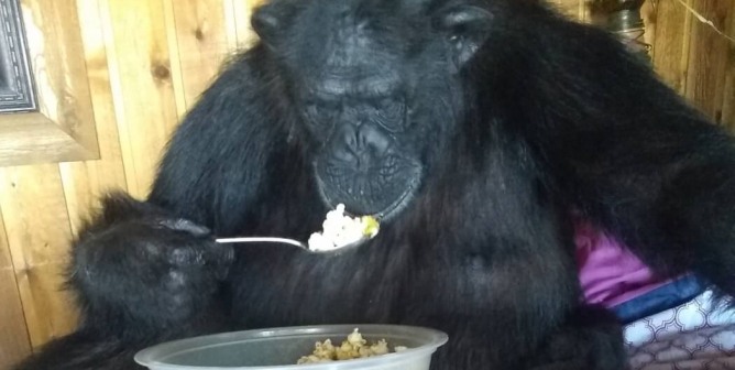 Buck, a "pet" chimpanzee