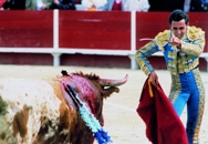 bullfight