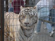 Caged tiger