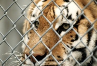 Tiger in cage