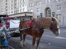 Carriage horse in NYC