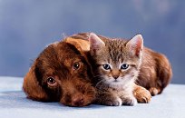 cat and dog