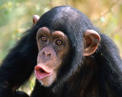 chimpanzee