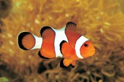 clown fish