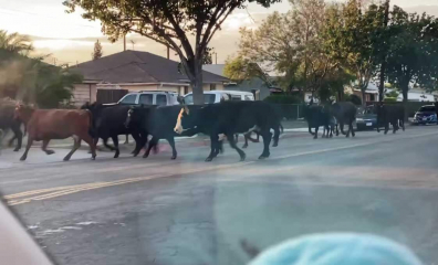 40 Cows Escape From Slaughterhouse, Proving No One Wants to Die for Food