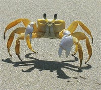 crab 