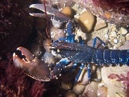 lobster