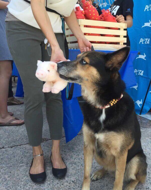 dog with plushie