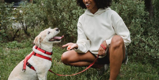 Top 5 Reasons Never to Buy a Dog, According to AI