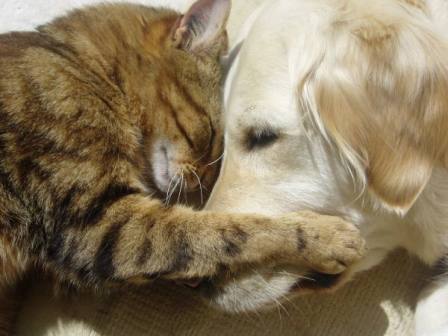 dog and cat