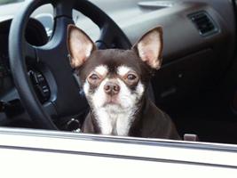 dog_in_car.jpg