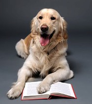 Reading Dog