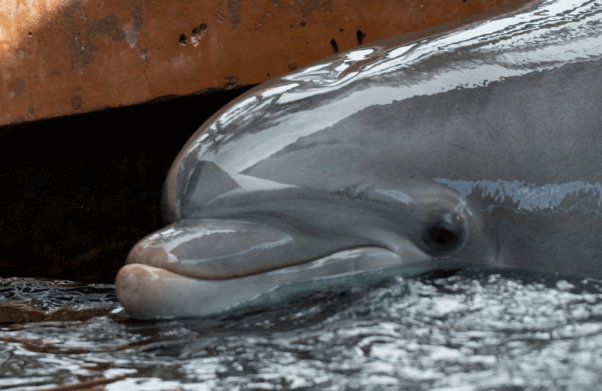 Dolphin at SeaWorld Orlando
