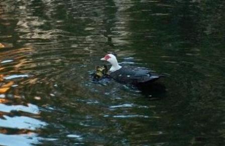 Duckling Rescue