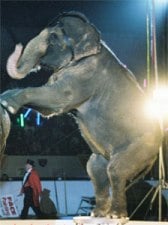 elephant in the circus