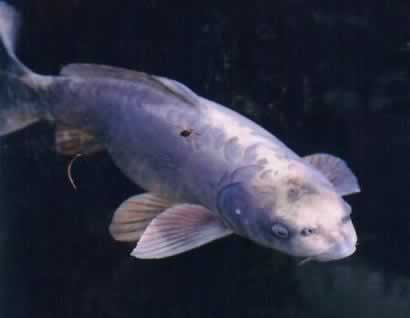 Humanoid fish