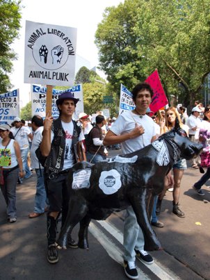 Speaking Up for Animals South of the Border