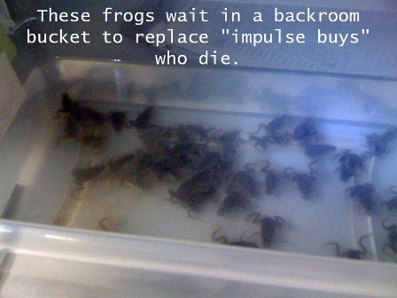 Brookstone Frogs