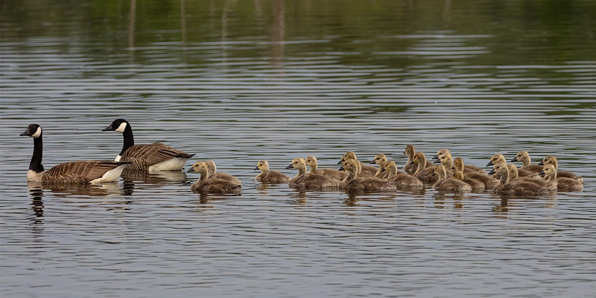 8 Shows Families Will Love Watching Together, From 'Mighty Ducks